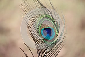 TheÂ peacockÂ tail, known as a train, consists not of tail quillÂ feathers, but highly elongated upper tail coverts.